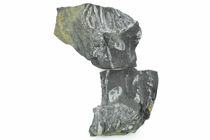 Bargain, Fossil Seed Fern Plate Pos/Neg - Pennsylvania #347690